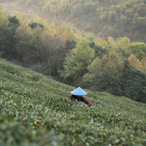 Jardín de té de Fujian